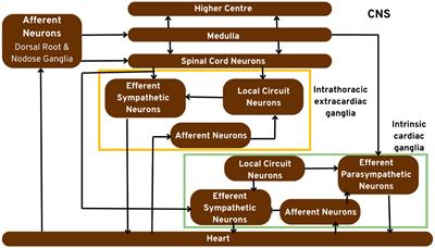 Clinical potential of sensory neurites in the heart and their role in decision-making